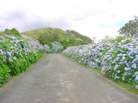 /album/galeria-de-fotos7/estrada-tipica-dos-a%c3%a7ores%2c-caminhos-de-hortensias%2c-interior-da-ilha-terceira%2c-a%c3%a7ores%2c-portugal-jpg/
